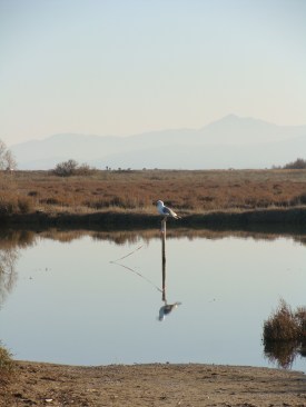 Etangs de Canet 2009 003